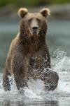 Medvěd hnědý (Ursus arctos)