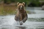 Medvěd hnědý (Ursus arctos)