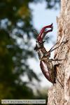 Roháč obecný (Lucanus cervus)