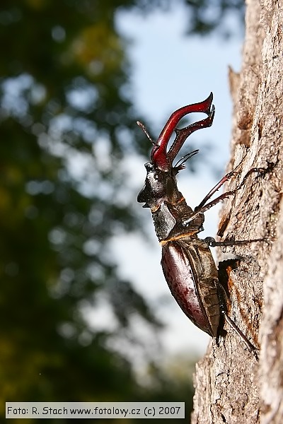 Bezobratlí - Roháč obecný (Lucanus cervus)