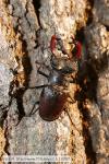 Roháč obecný (Lucanus cervus)