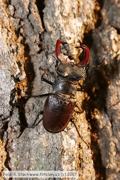 Bezobratlí - Roháč obecný (Lucanus cervus)