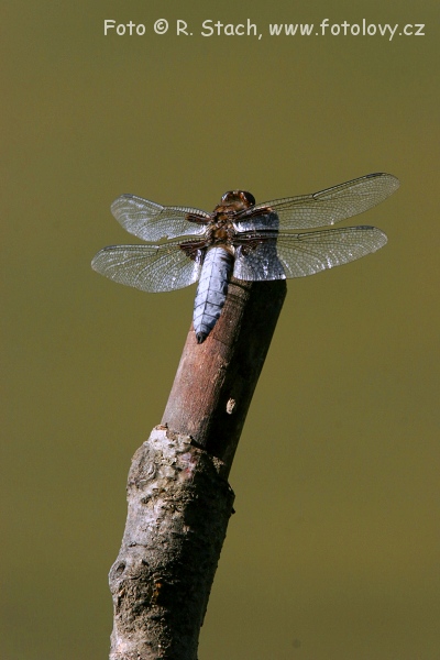Bezobratlí - Vážka ploská (Libellula depressa)