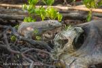 Varan komodský (Varanus komodoensis)