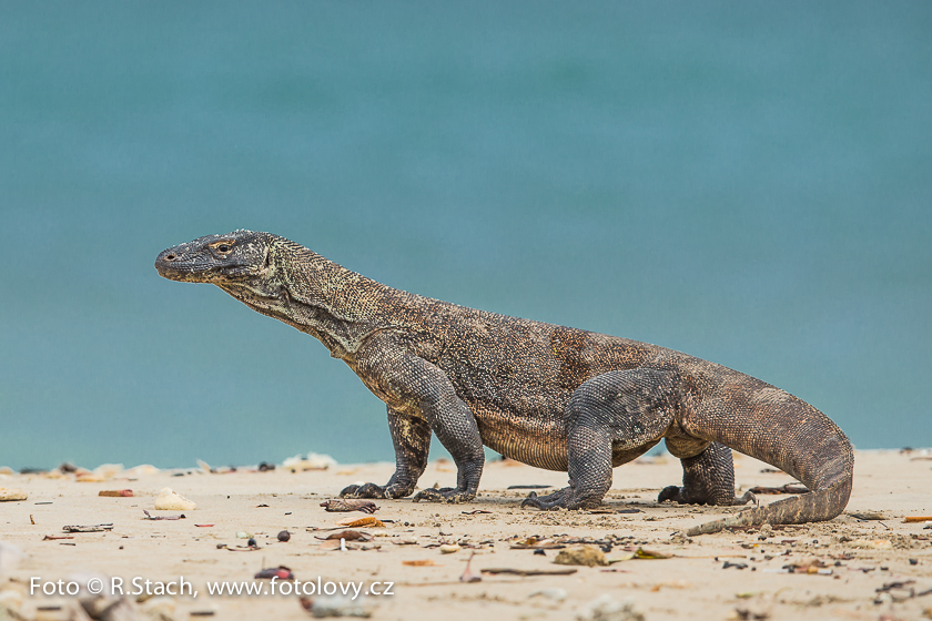 Plazi - Varan komodský (Varanus komodoensis)