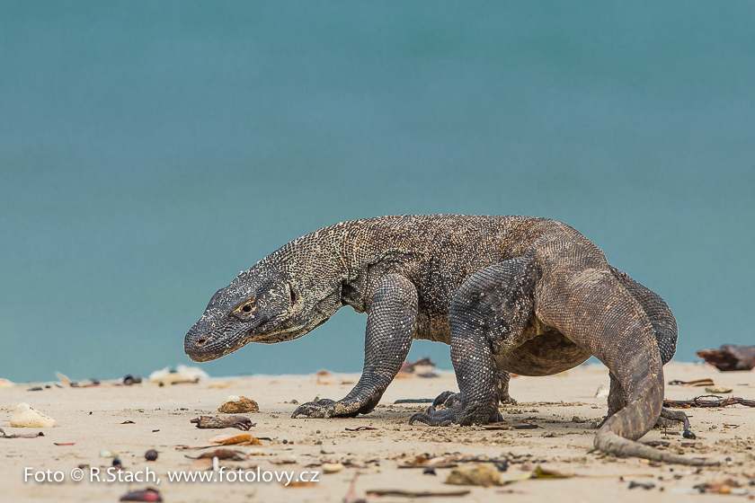 Plazi - Varan komodský (Varanus komodoensis)