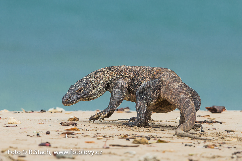 Plazi - Varan komodský (Varanus komodoensis)