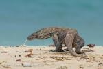 Varan komodský (Varanus komodoensis)