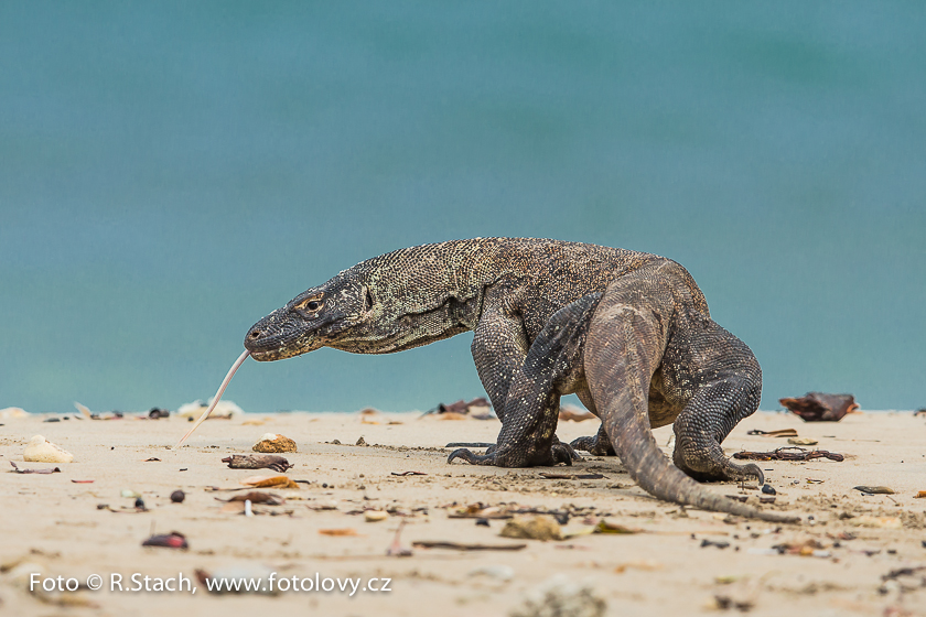 Plazi - Varan komodský (Varanus komodoensis)