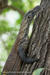 Komodo Dragon (Varanus komodoensis)