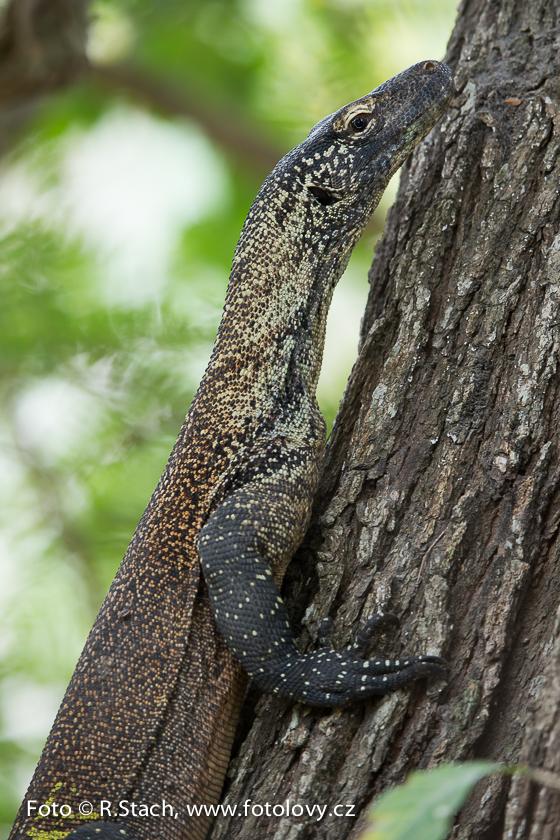 Plazi - Varan komodský (Varanus komodoensis)