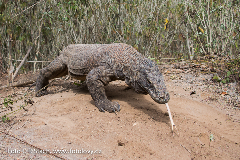 Plazi - Varan komodský (Varanus komodoensis)