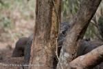 Komodo Dragon (Varanus komodoensis)