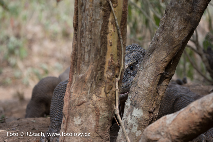 Plazi - Varan komodský (Varanus komodoensis)