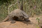 Varan komodský (Varanus komodoensis)