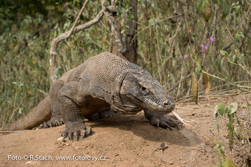 Plazi - Varan komodský (Varanus komodoensis)