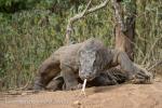 Varan komodský (Varanus komodoensis)