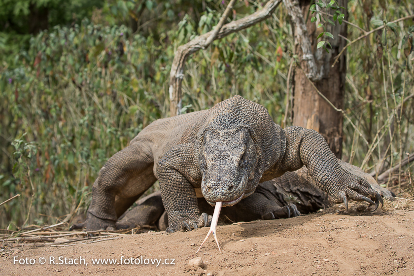 Plazi - Varan komodský (Varanus komodoensis)