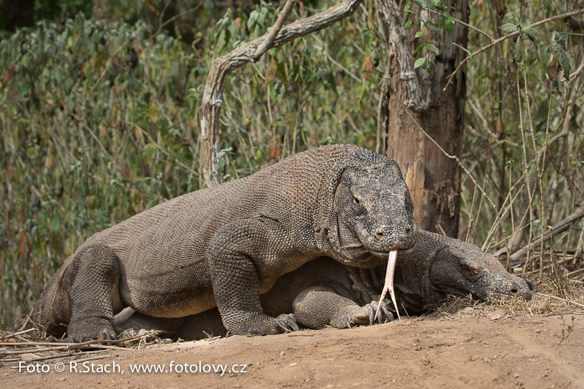 Plazi - Varan komodský (Varanus komodoensis)