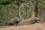 Komodo Dragon (Varanus komodoensis)