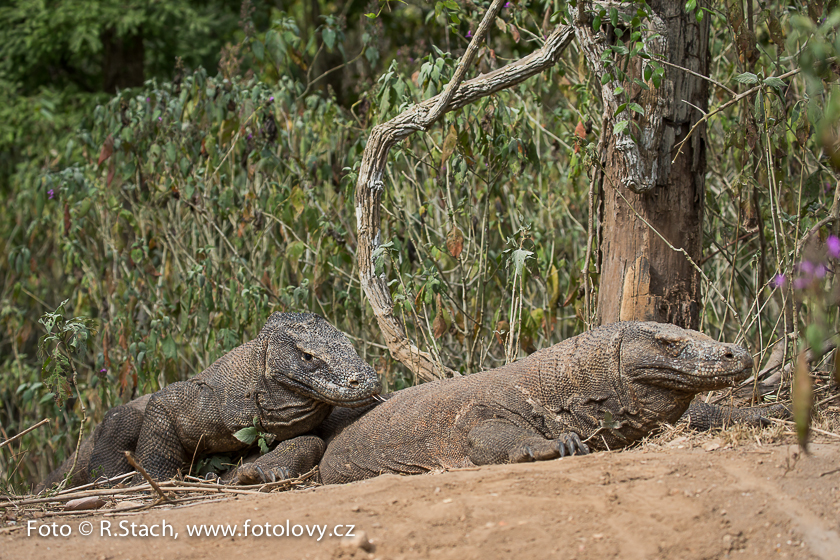 Plazi - Varan komodský (Varanus komodoensis)