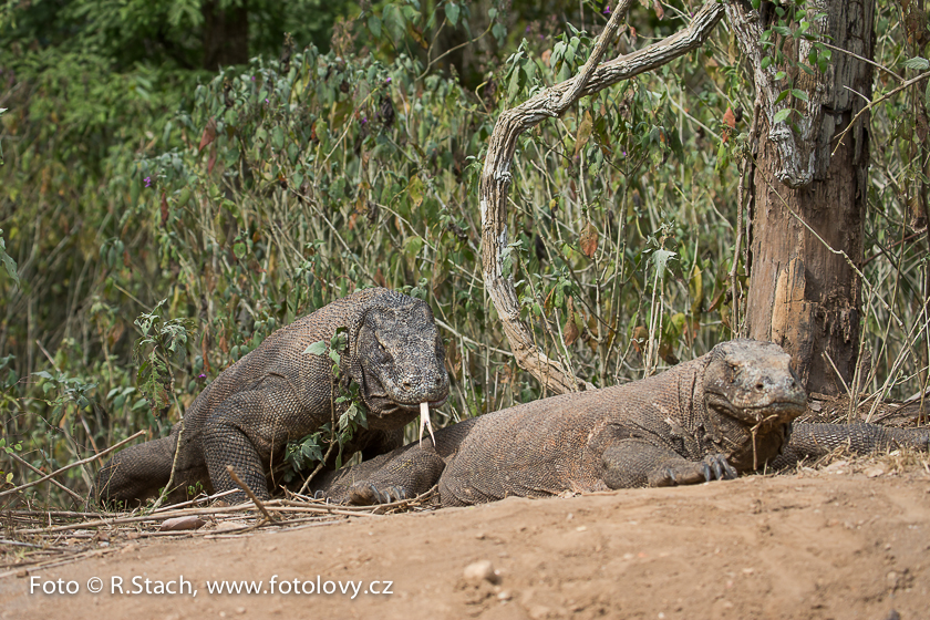 Plazi - Varan komodský (Varanus komodoensis)