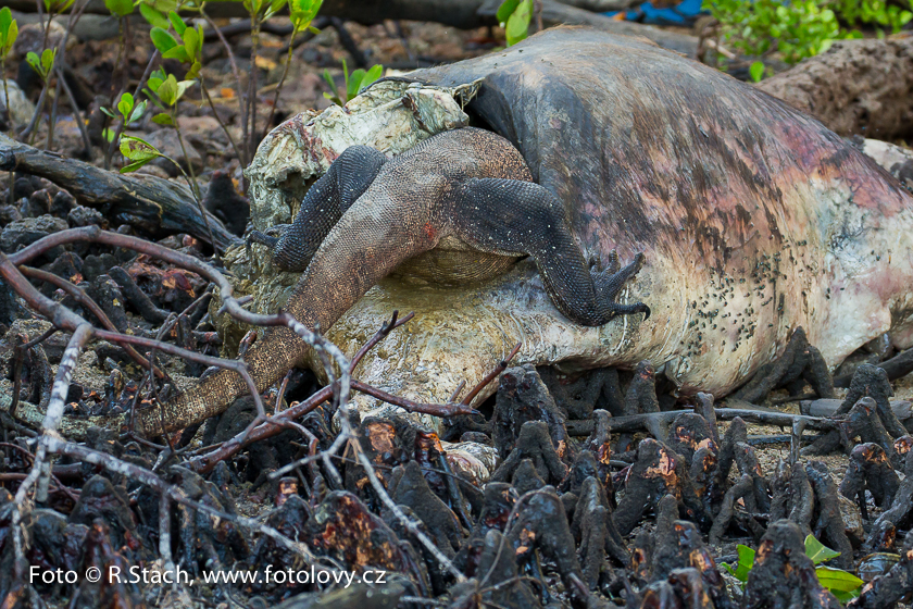 Plazi - Varan komodský (Varanus komodoensis)