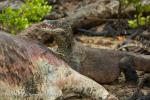 Komodo Dragon (Varanus komodoensis)