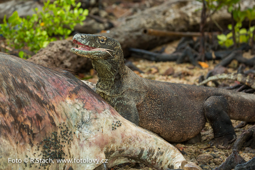 Plazi - Varan komodský (Varanus komodoensis)