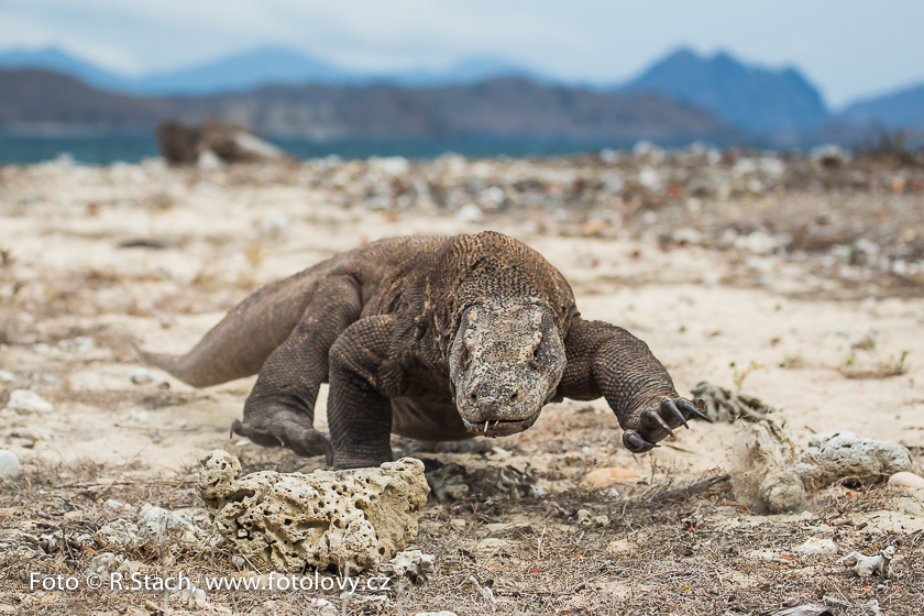 Plazi - Varan komodský (Varanus komodoensis)