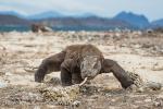 Komodo Dragon (Varanus komodoensis)