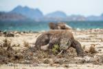 Komodo Dragon (Varanus komodoensis)