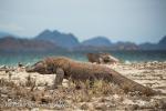 Komodo Dragon (Varanus komodoensis)