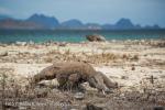 Komodo Dragon (Varanus komodoensis)