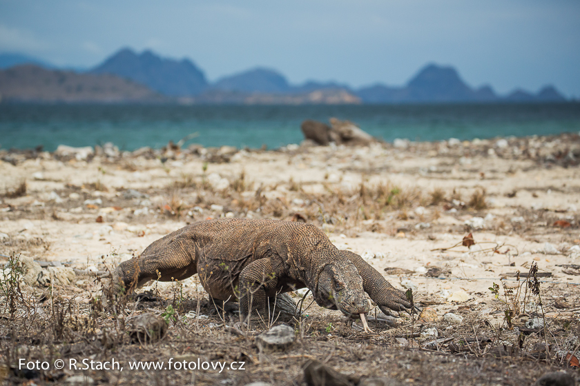 Plazi - Varan komodský (Varanus komodoensis)