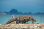 Komodo Dragon (Varanus komodoensis)