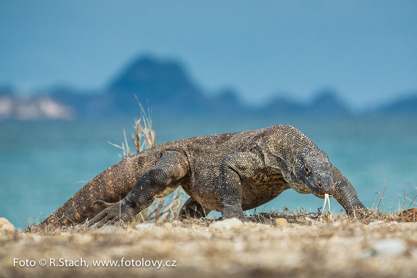 Plazi - Varan komodský (Varanus komodoensis)