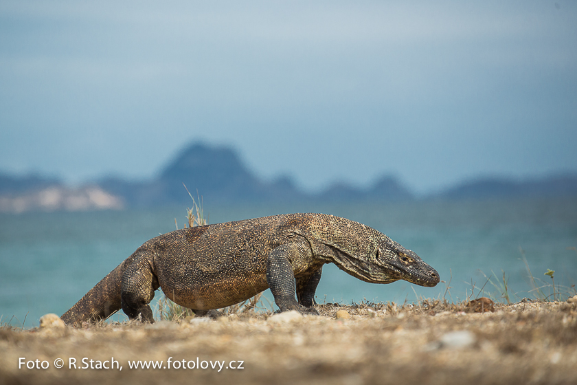 Plazi - Varan komodský (Varanus komodoensis)