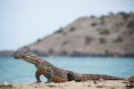 Komodo Dragon (Varanus komodoensis)