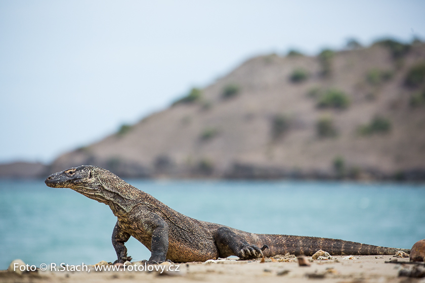 Plazi - Varan komodský (Varanus komodoensis)