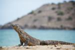 Komodo Dragon (Varanus komodoensis)