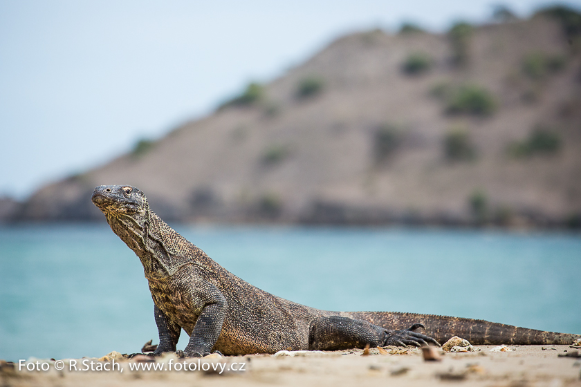 Plazi - Varan komodský (Varanus komodoensis)