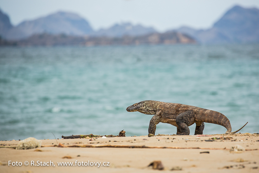 Plazi - Varan komodský (Varanus komodoensis)