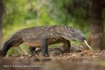 Varan komodský (Varanus komodoensis)