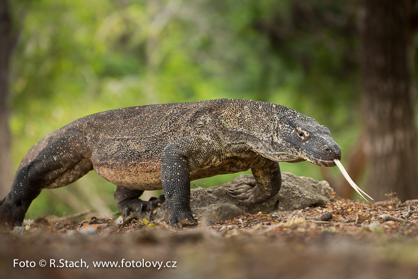 Plazi - Varan komodský (Varanus komodoensis)