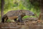 Komodo Dragon (Varanus komodoensis)