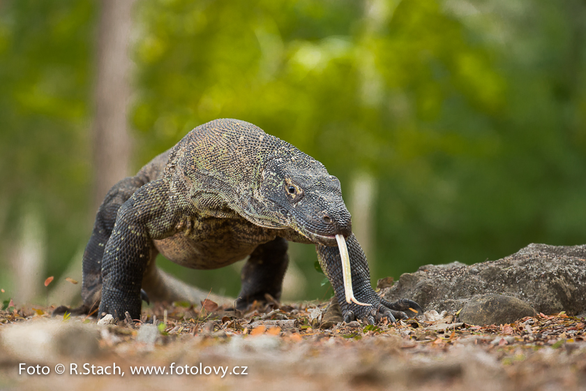 Plazi - Varan komodský (Varanus komodoensis)