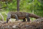 Varan komodský (Varanus komodoensis)