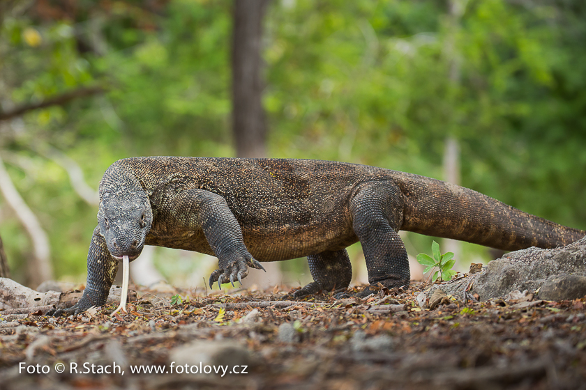 Plazi - Varan komodský (Varanus komodoensis)