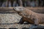 Komodo Dragon (Varanus komodoensis)